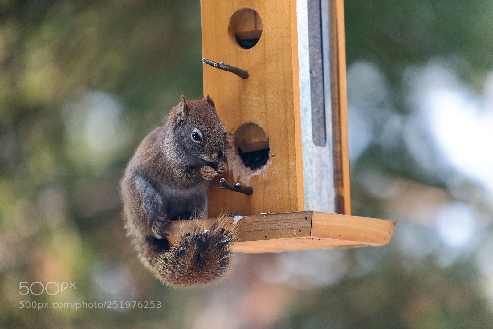 Nikon D810 sample photo. Balance photography