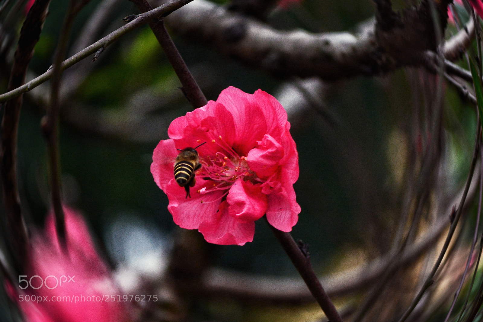 Nikon D7100 sample photo. Hlcf photography
