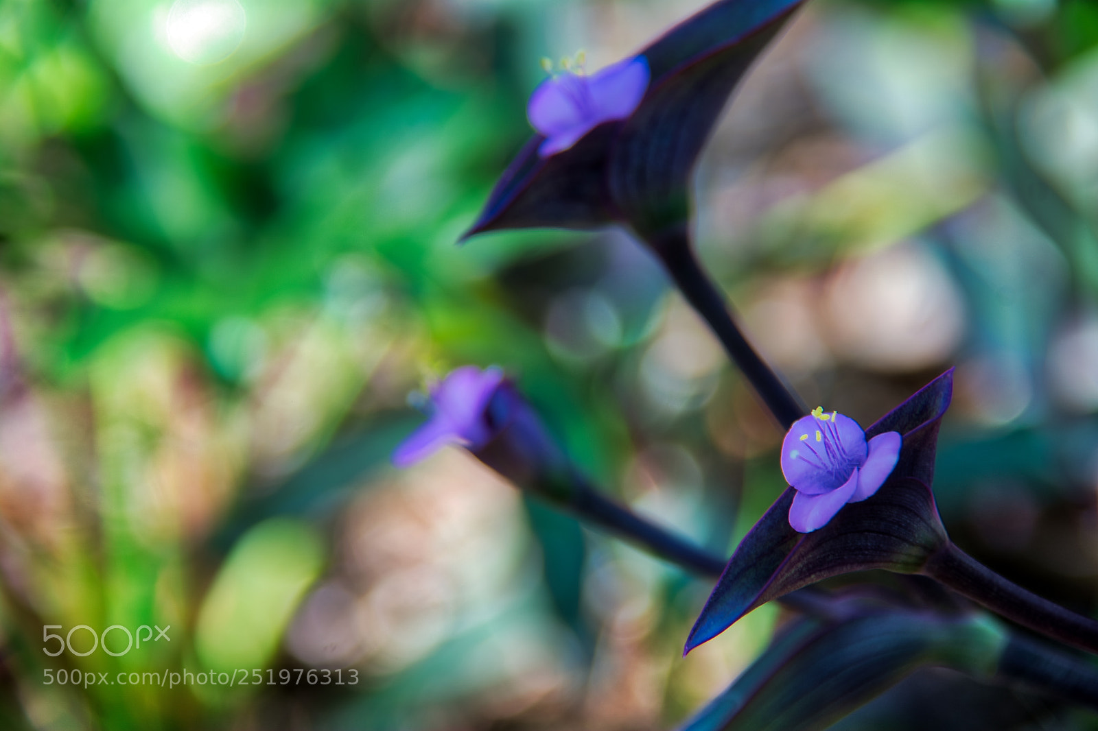 Nikon D7100 sample photo. Mayfield park purple on photography