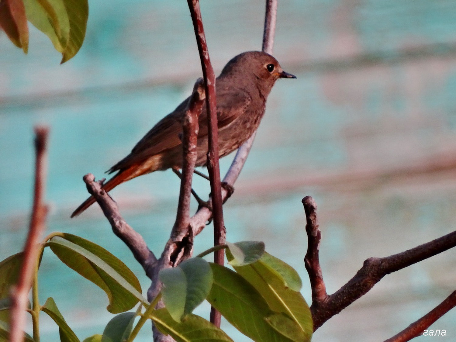 Sony Cyber-shot DSC-HX300 sample photo. Singing bird photography