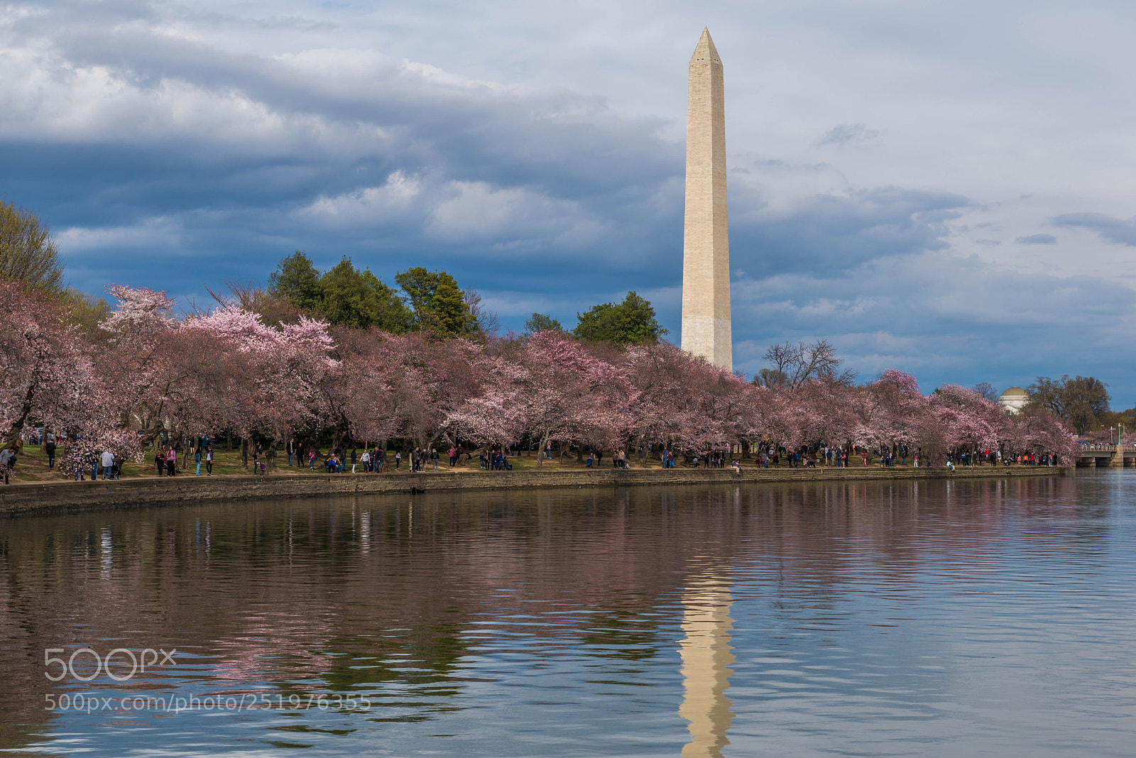Nikon D610 sample photo. Cherry blossom photography