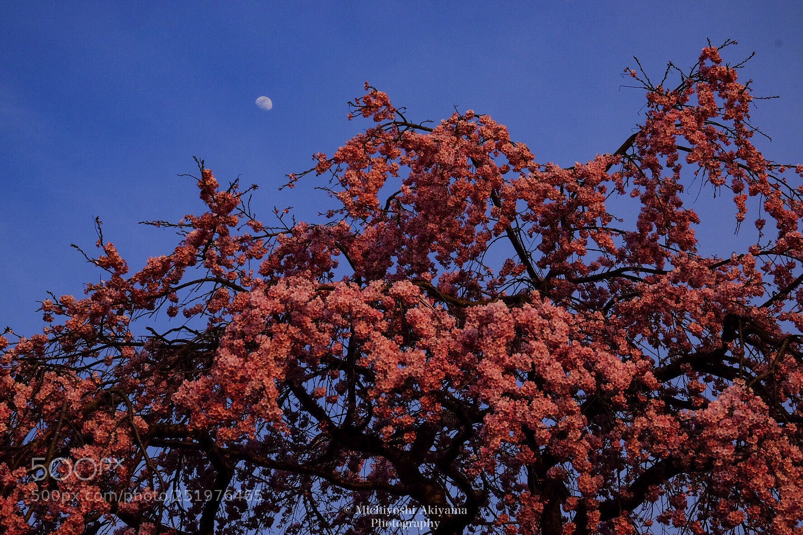 Fujifilm X-T1 sample photo. Sakura and moon. photography