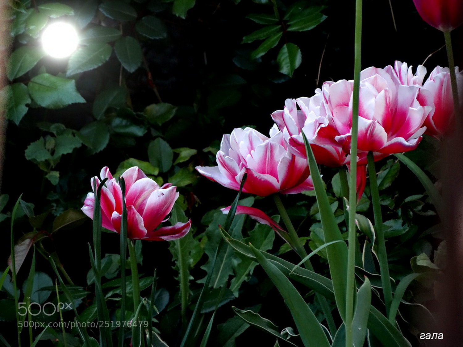 Sony Cyber-shot DSC-HX300 sample photo. Mood photography