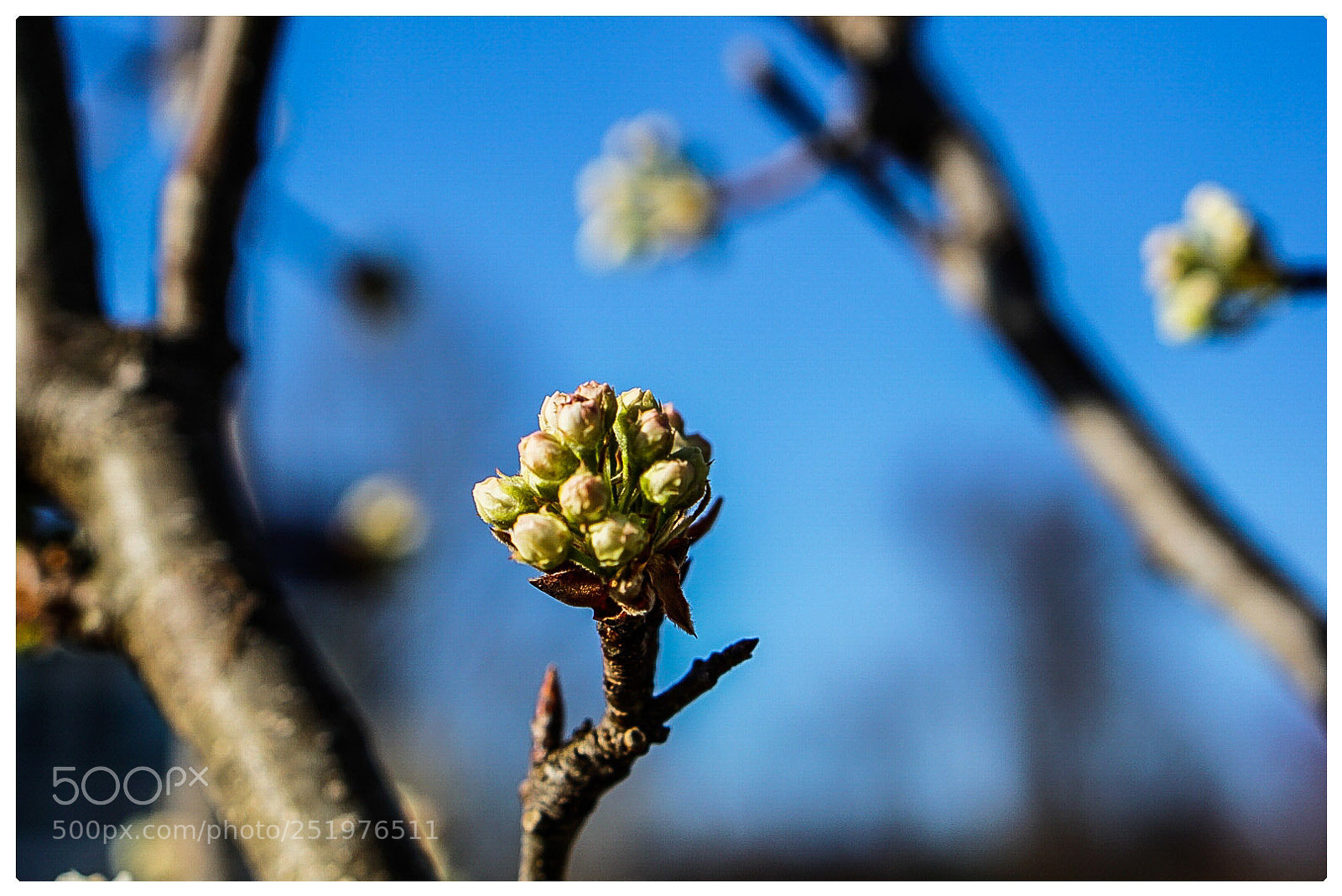 Sony a6000 sample photo. Center of the bloom photography