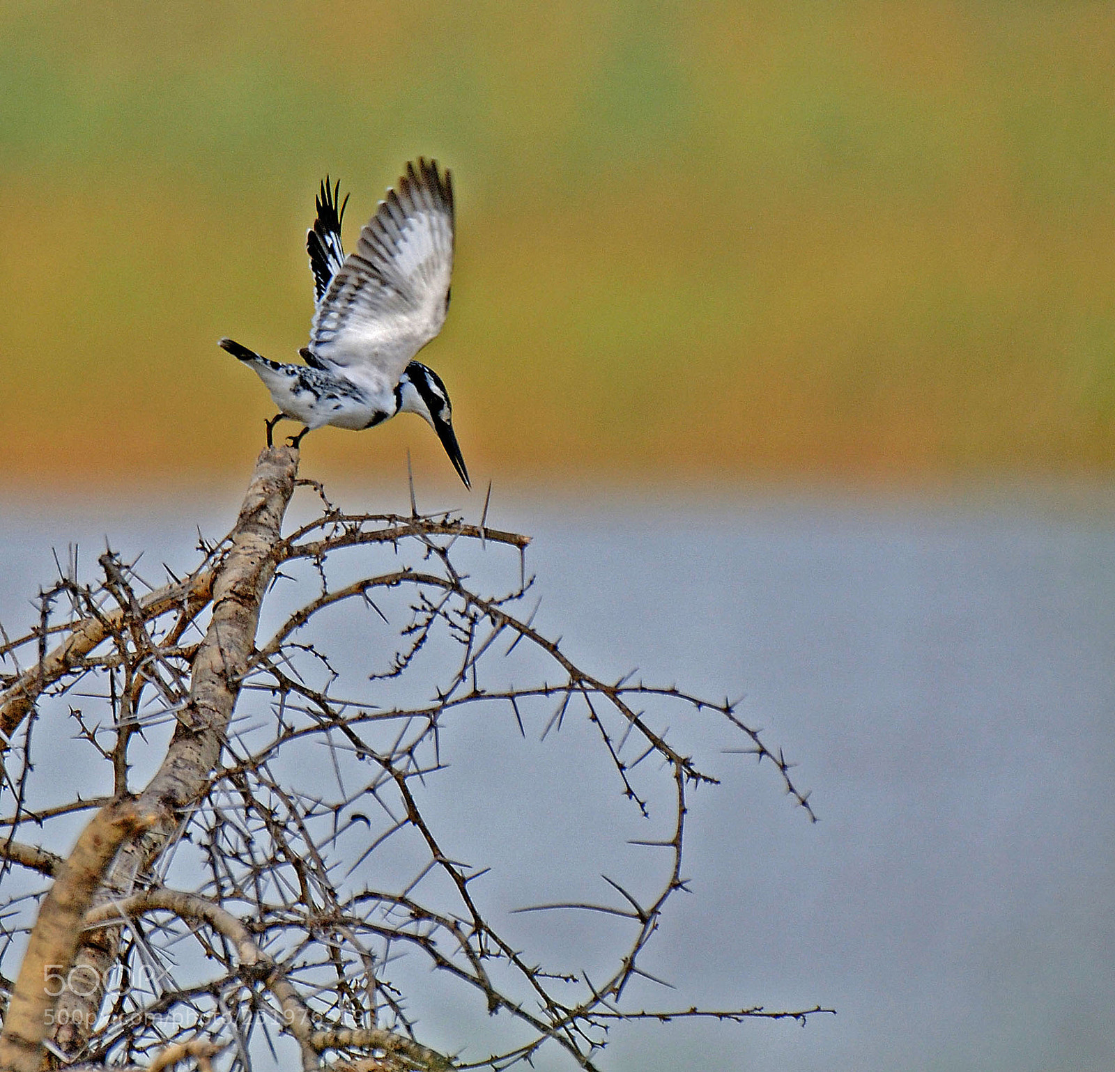 Nikon D2X sample photo. Pied kingfisher photography