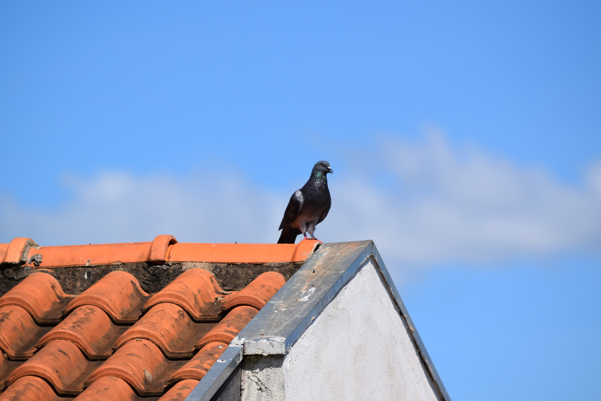 Nikon D3300 sample photo