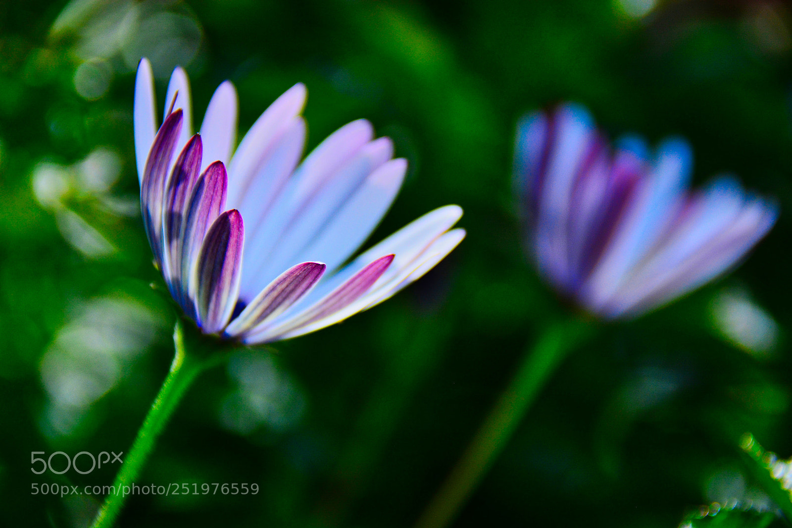 Nikon D5200 sample photo. Newport beach daisies photography