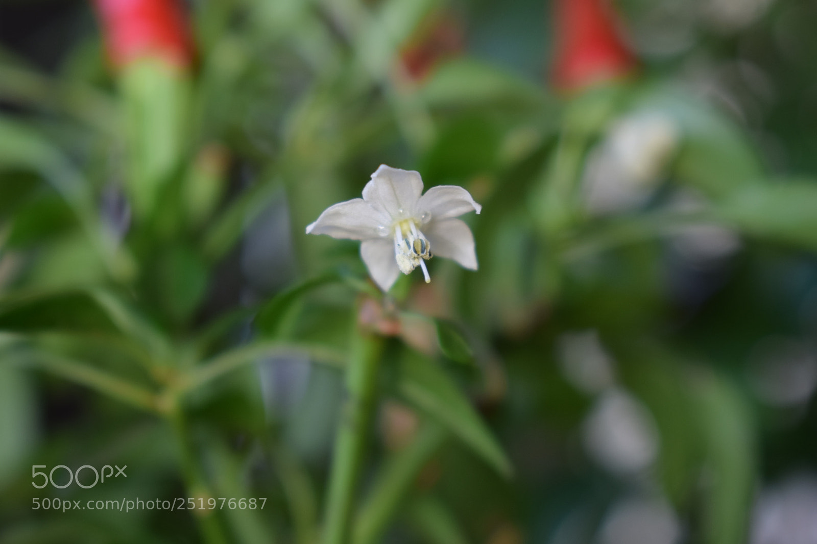 Nikon D3300 sample photo. Little flower photography