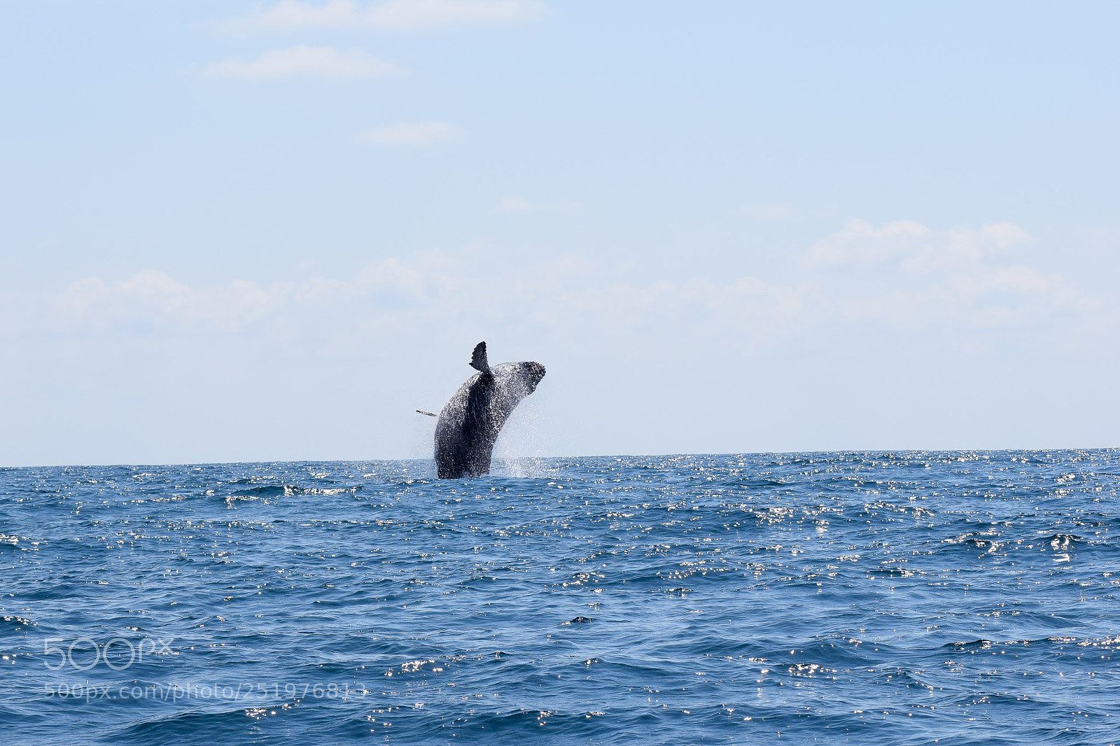 Nikon D5300 sample photo. A chance sighting photography