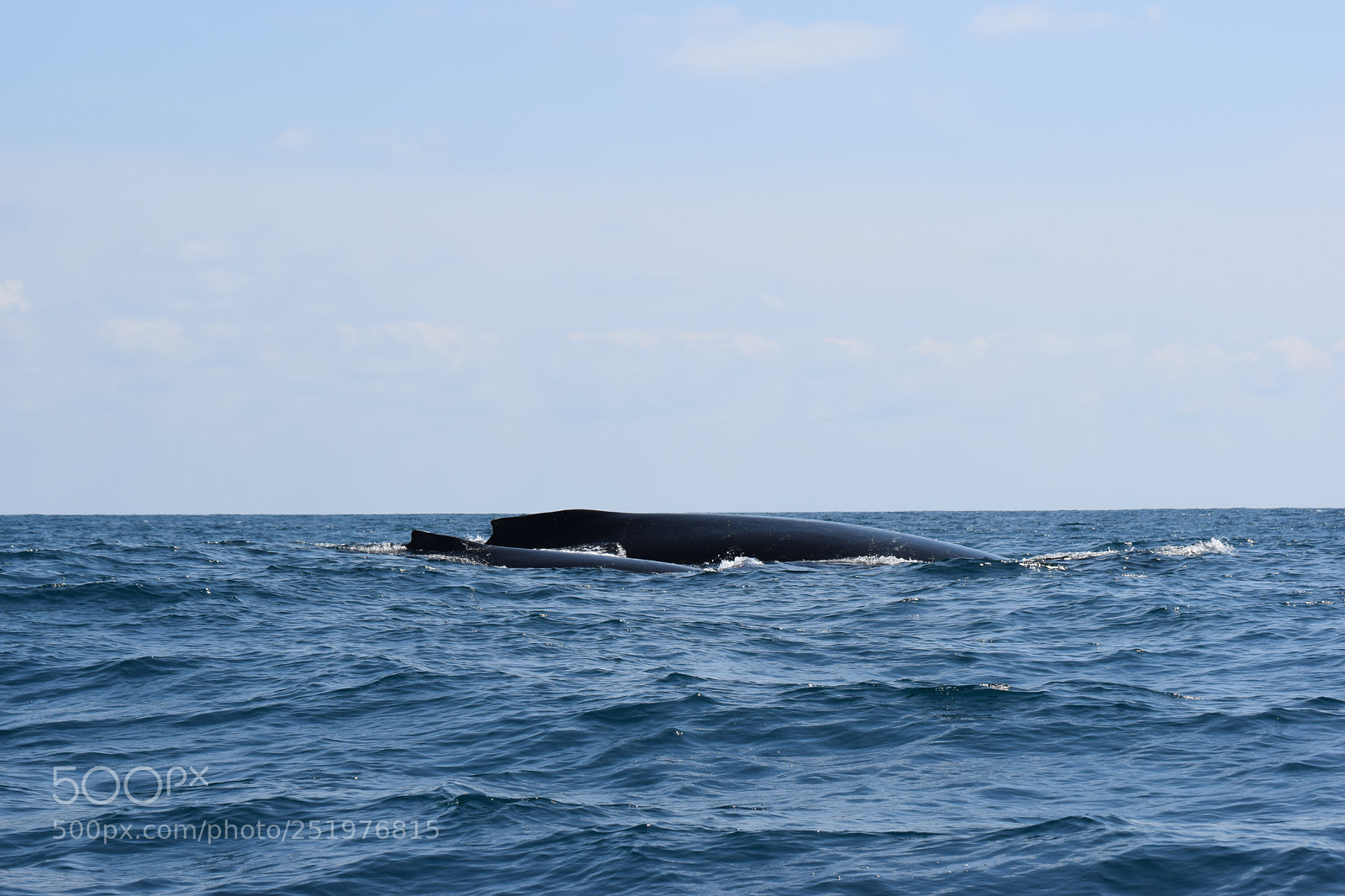 Nikon D5300 sample photo. A chance sighting photography