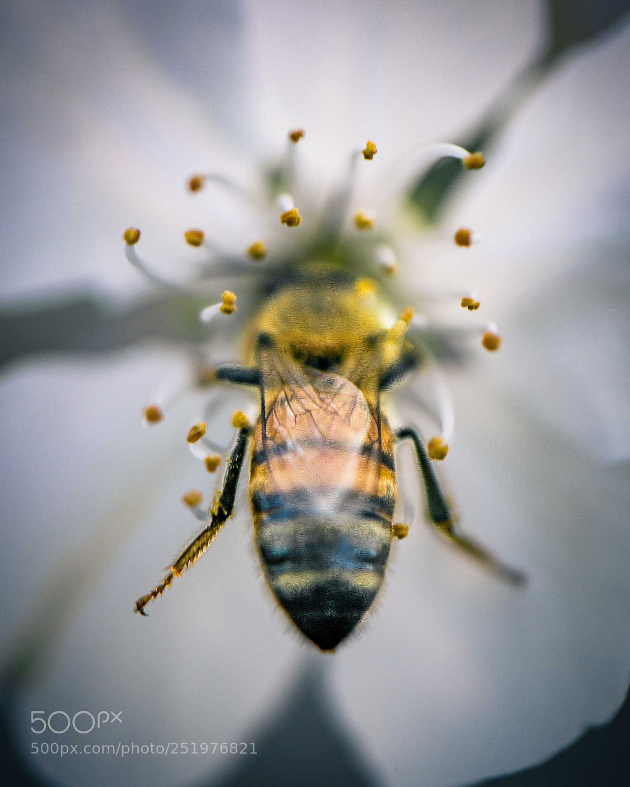 Nikon D3300 sample photo. The buzz of spring photography