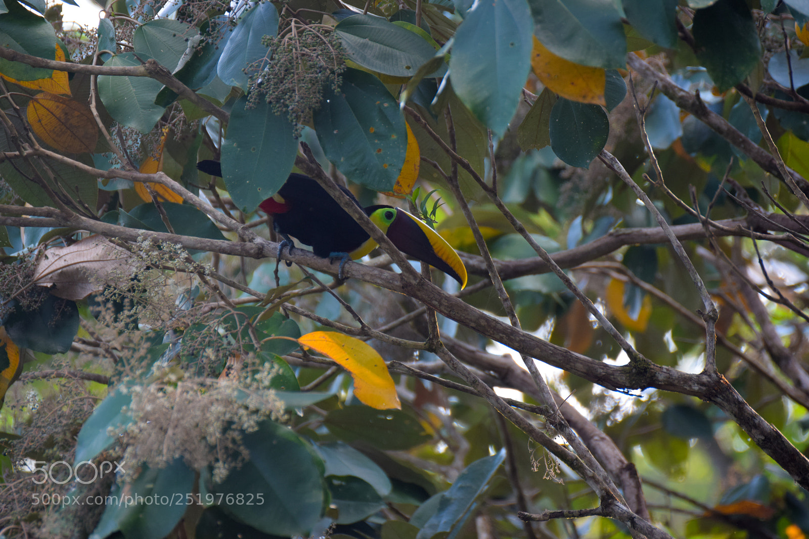 Nikon D5300 sample photo. Black-mandibled toucan photography