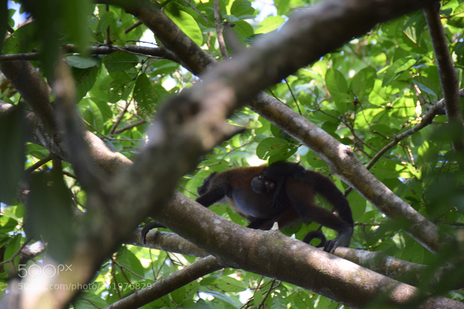 Nikon D5300 sample photo. Spider monkeys photography