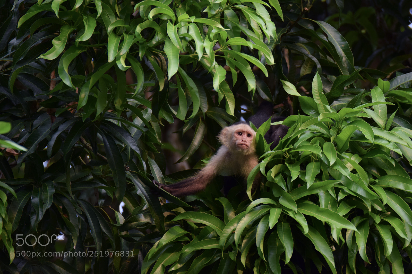 Nikon D5300 sample photo. White-faced capuchin photography