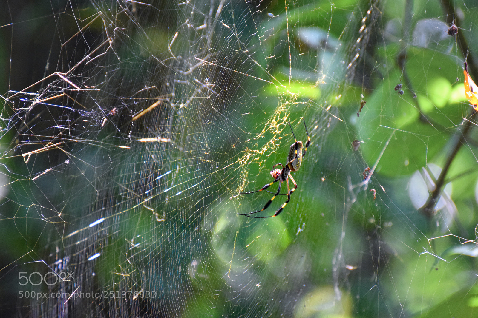 Nikon D5300 sample photo. Golden orb spider photography