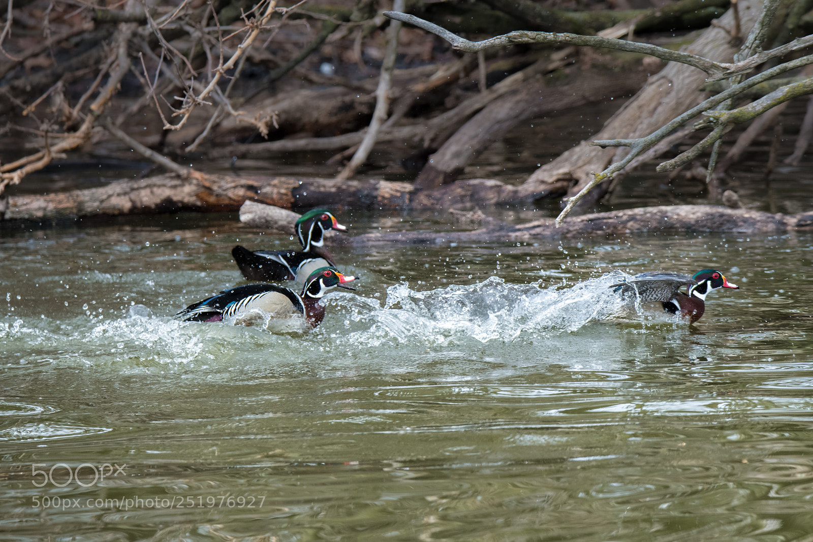Nikon D850 sample photo. Wood ducks.jpg photography