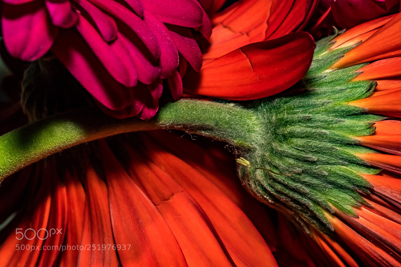 Sony a7R II sample photo. Crowded photography