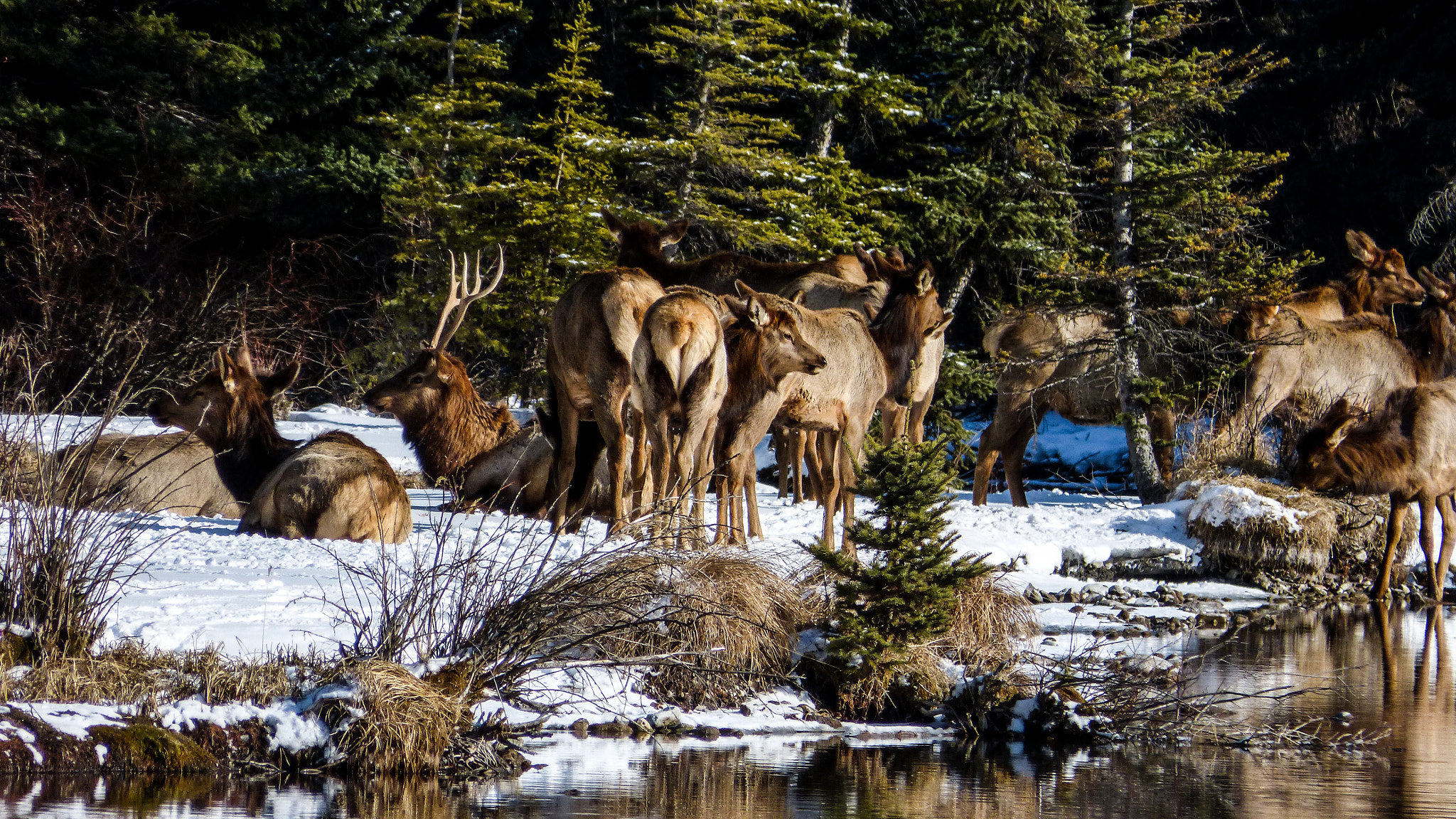 Panasonic Lumix DMC-FZ60 (Lumix DMC-FZ62) sample photo. Lounging elk photography