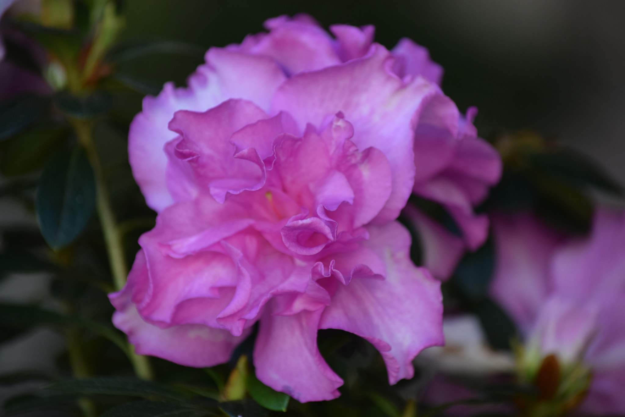 Nikon D3300 sample photo. My garden photography
