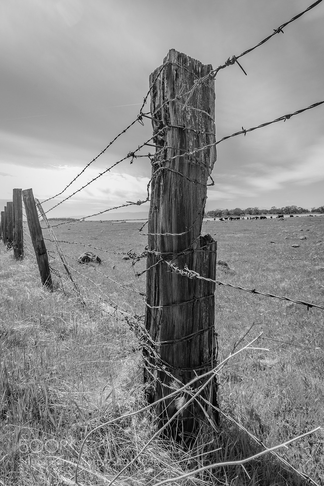 Canon EOS 5D Mark IV sample photo. Tehama county fence post photography