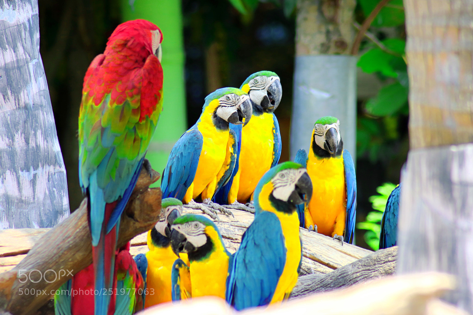 Canon EOS 750D (EOS Rebel T6i / EOS Kiss X8i) sample photo. Parrots photography