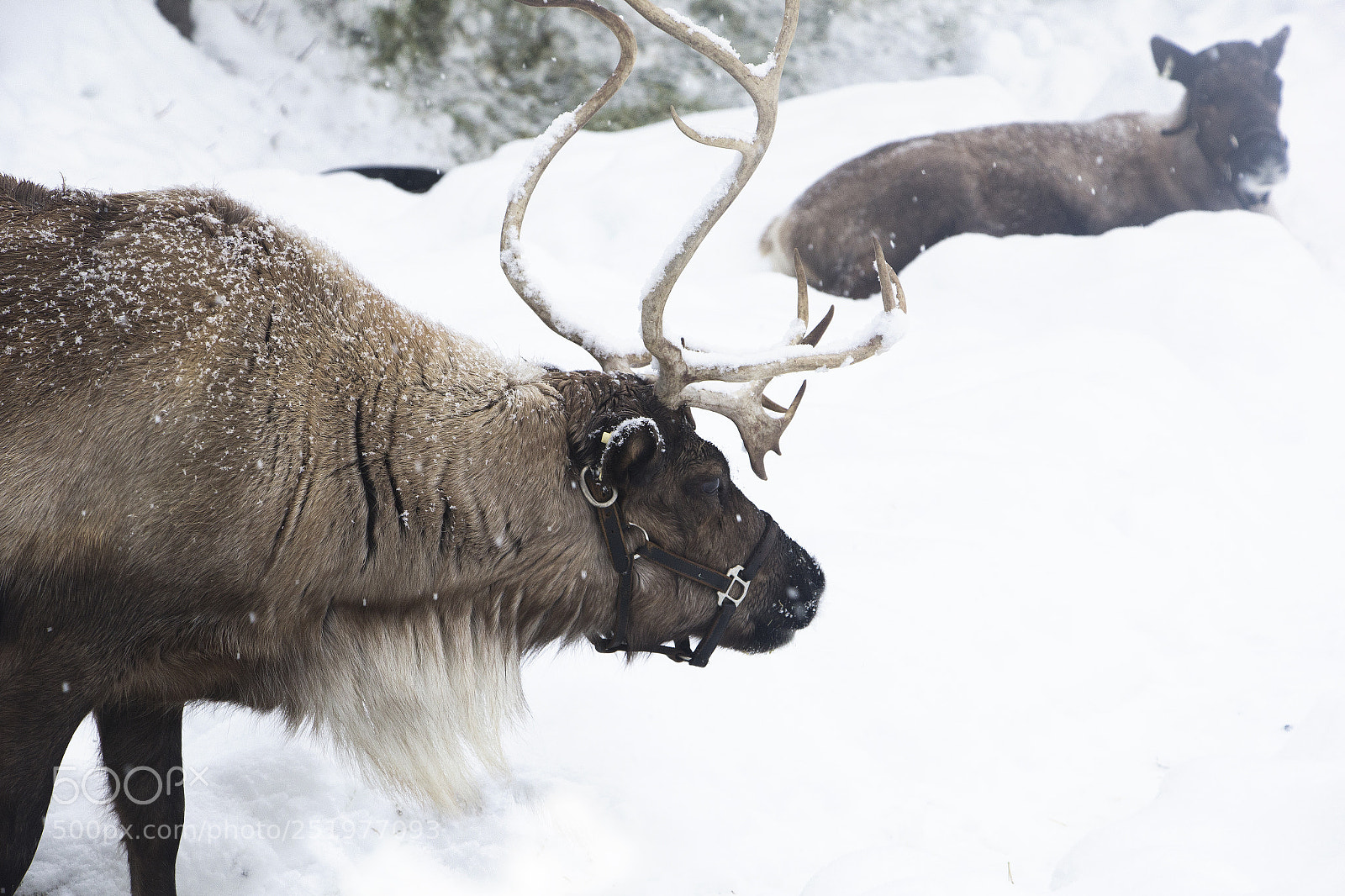 Canon EOS 60D sample photo. Reindeer. photography