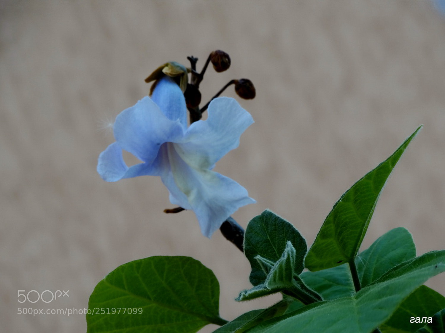 Sony Cyber-shot DSC-HX300 sample photo. Tenderness photography