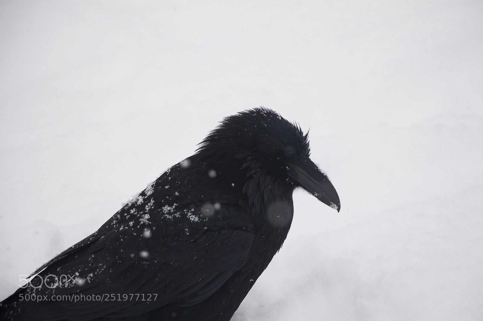 Canon EOS 60D sample photo. Raven photography