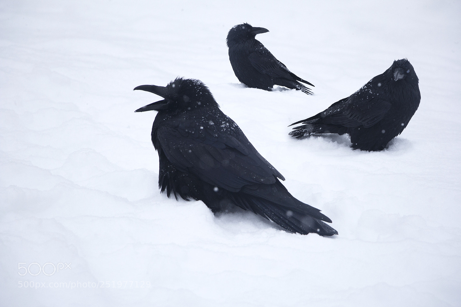 Canon EOS 60D sample photo. Ravens photography