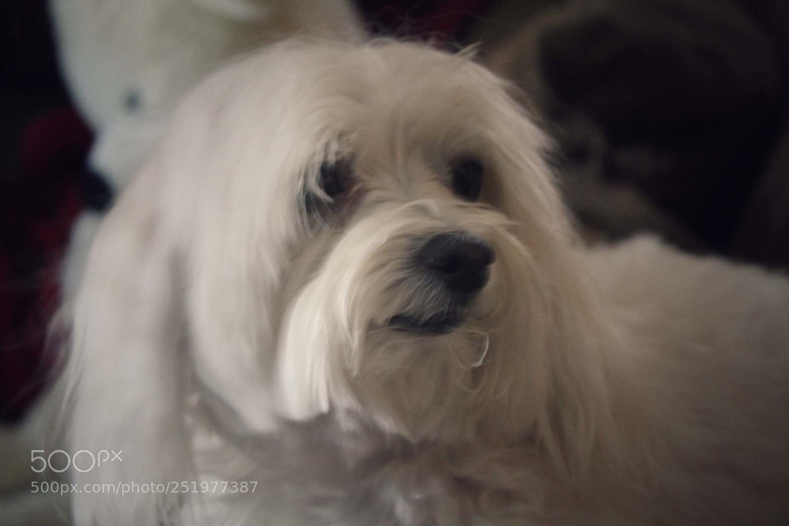 Canon EOS 1300D (EOS Rebel T6 / EOS Kiss X80) sample photo. Soft white fluffy photography