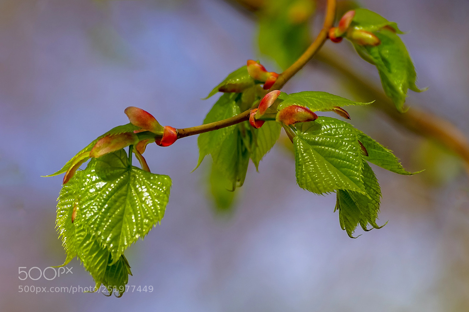 Sony ILCA-77M2 sample photo. Young foliage photography