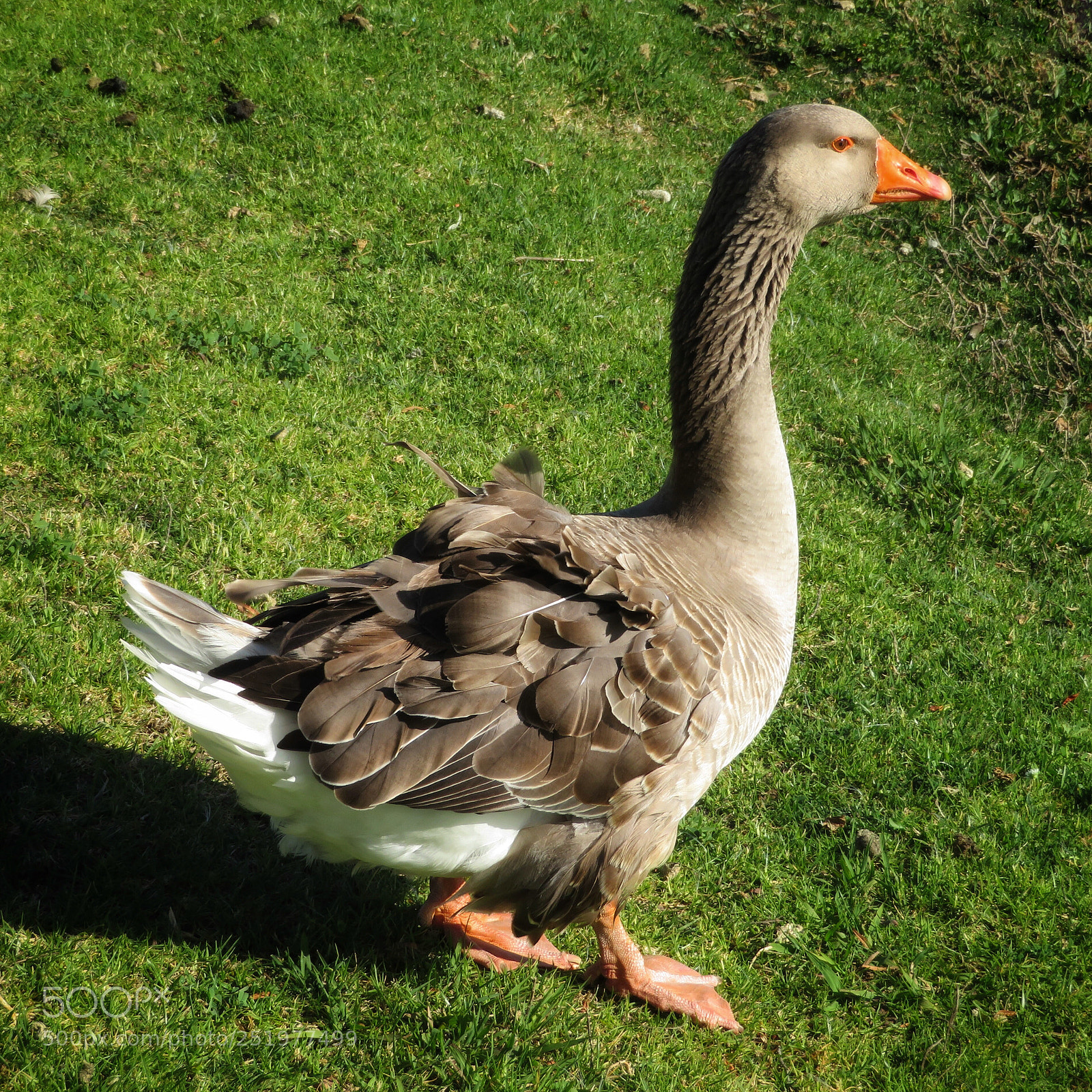 Canon PowerShot SX720 HS sample photo. Ruffled feathers  photography