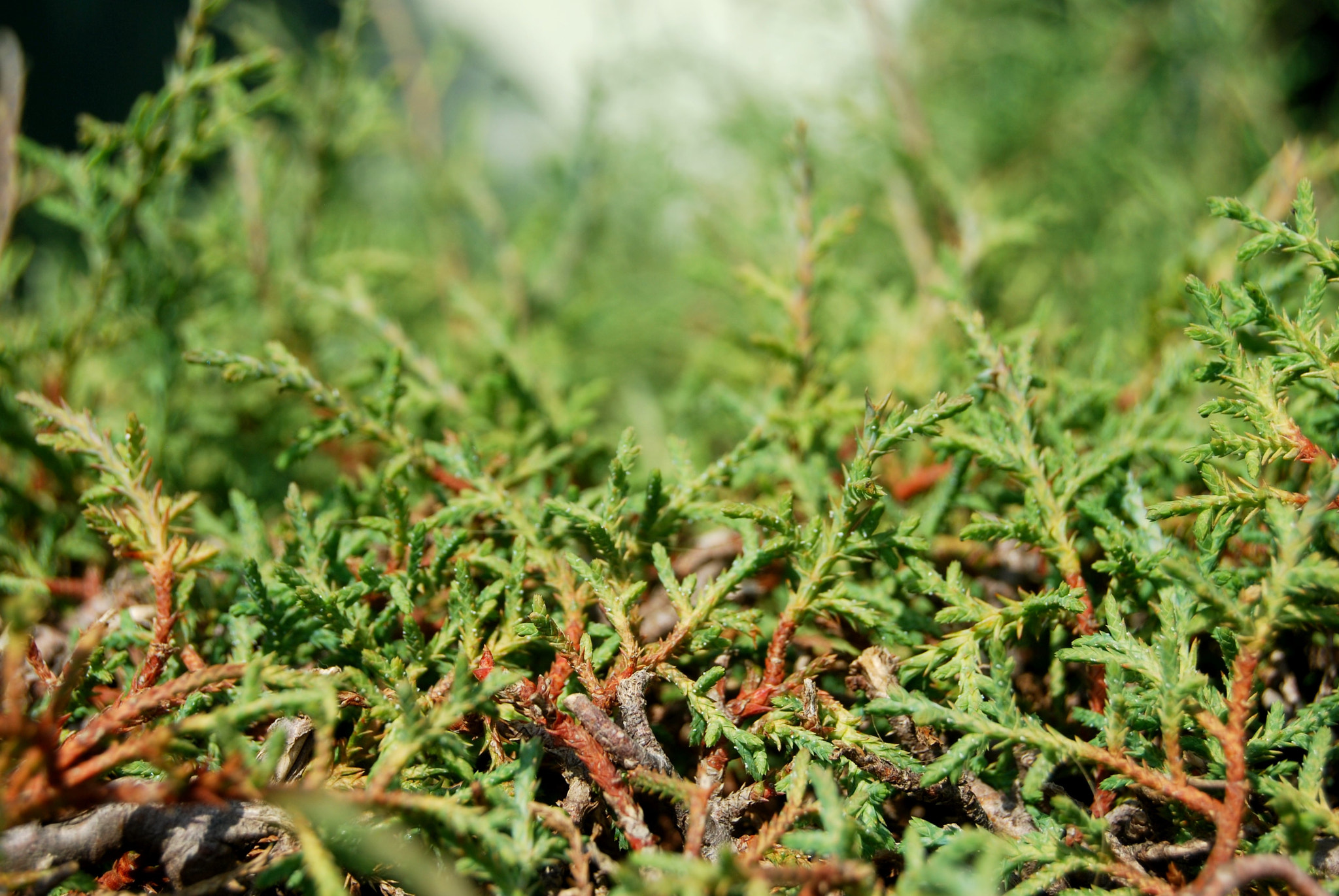 Nikon D40X sample photo. Green photography