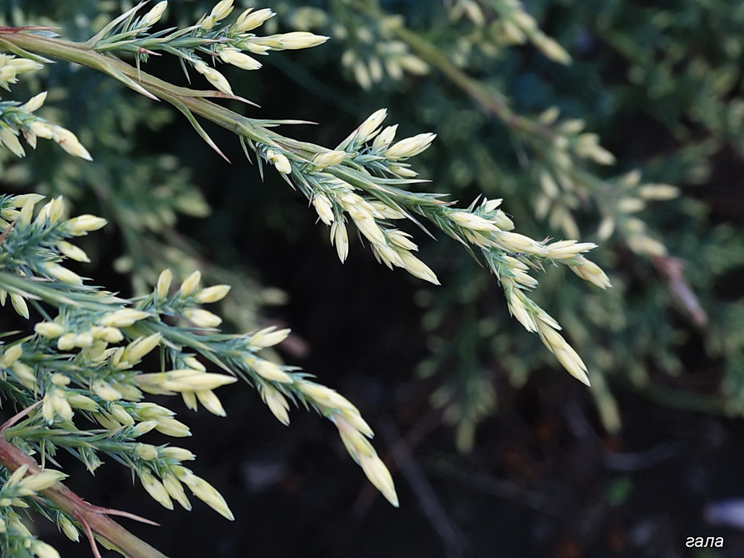 Minolta AF 80-200mm F2.8 HS-APO G sample photo. Nature photography
