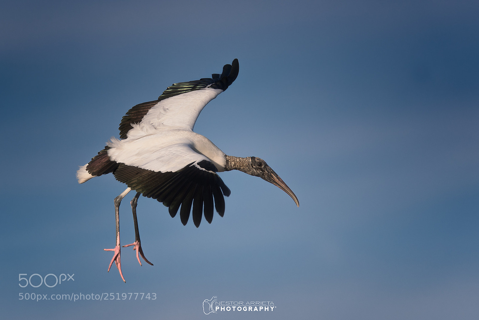 Canon EOS-1D X Mark II sample photo. Stork photography