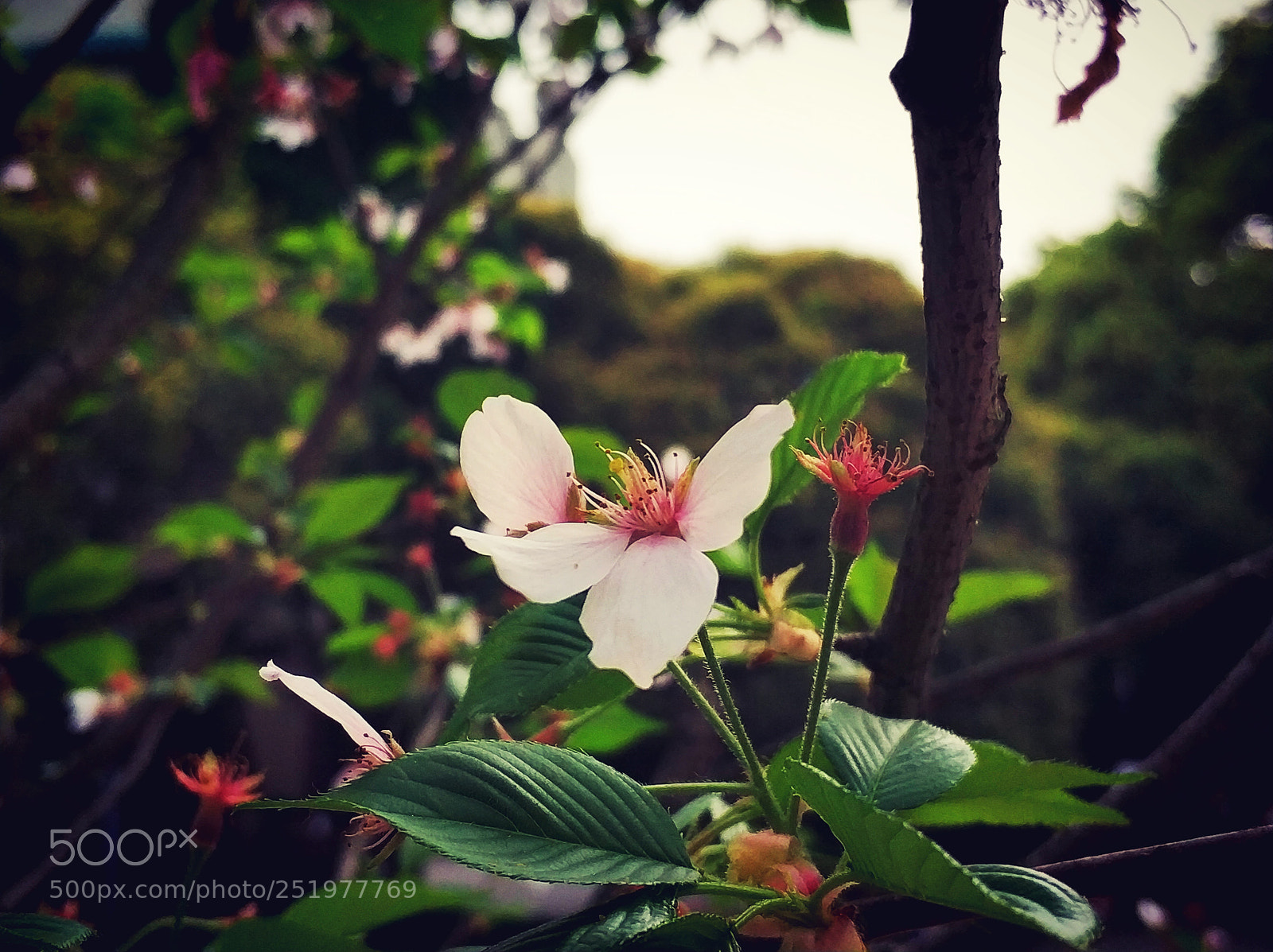 Xiaomi MI6 sample photo. Untitled photography