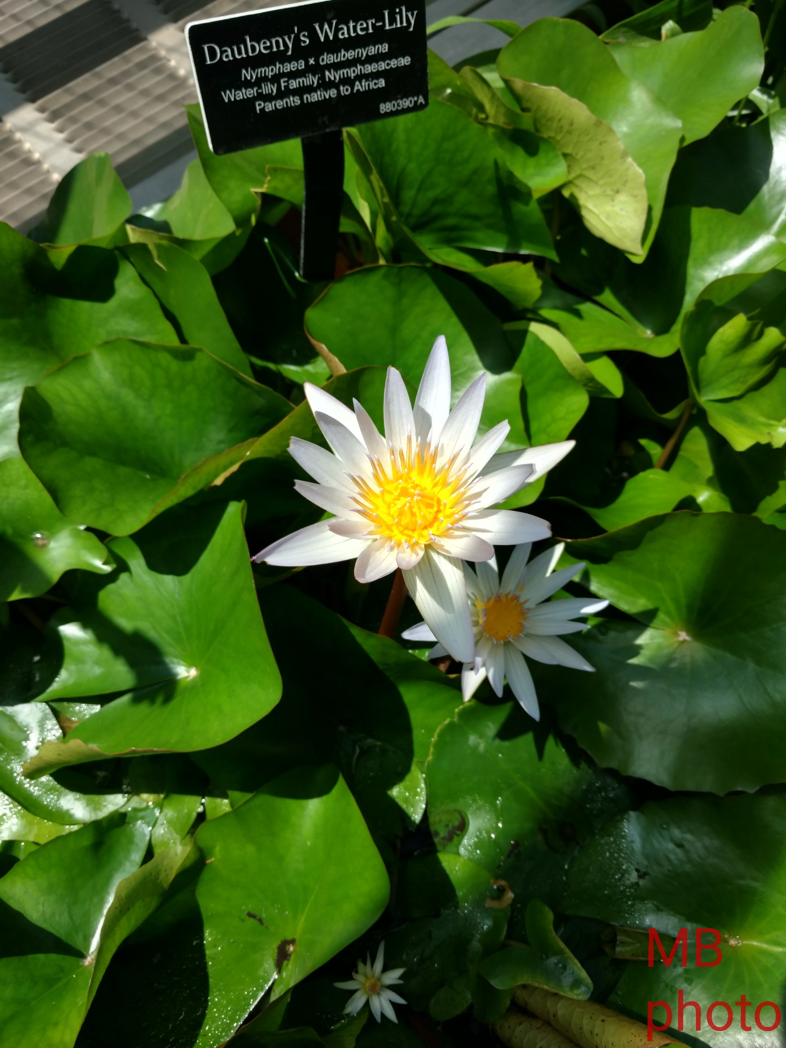 Motorola Moto X Pure Edition sample photo