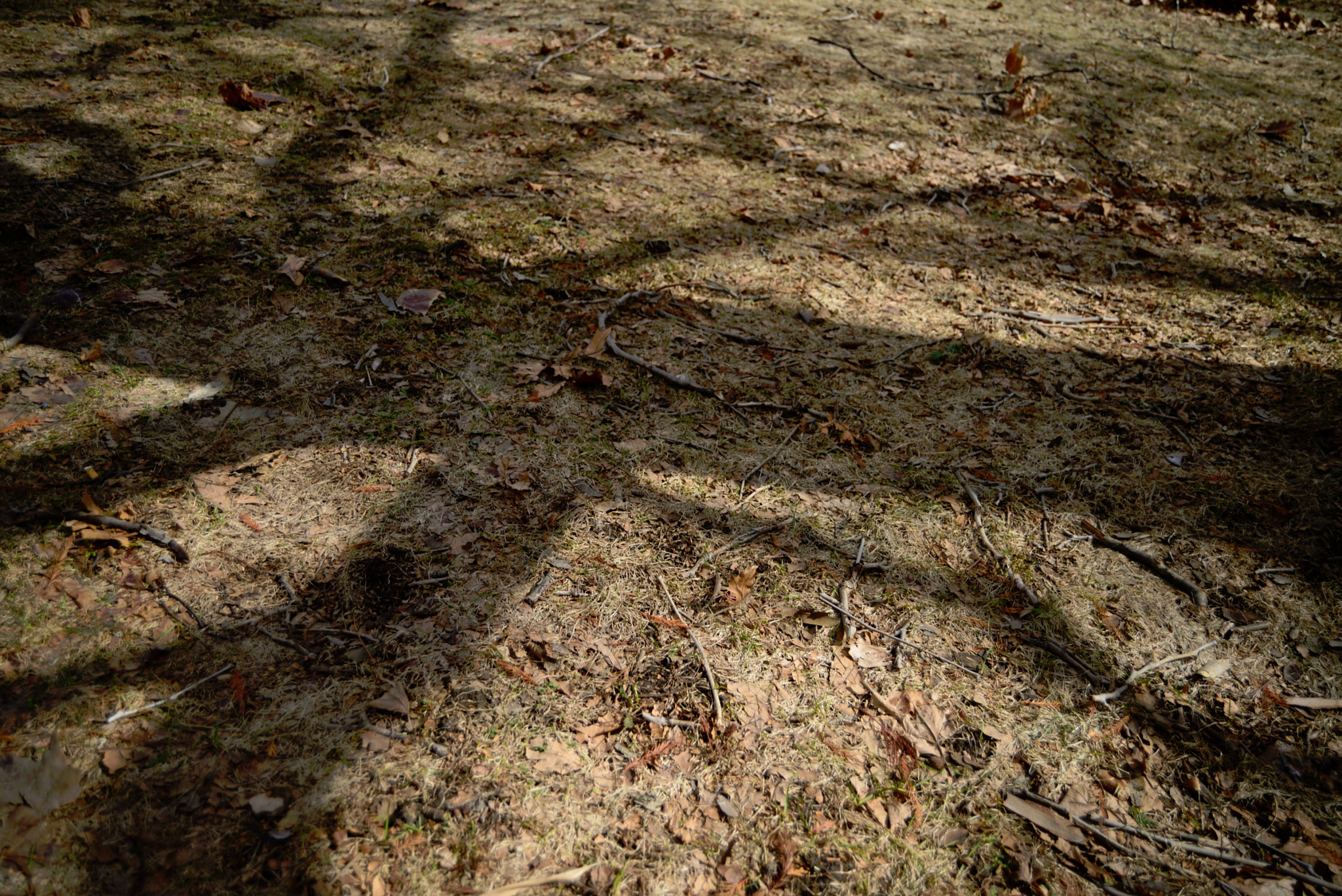 Nikon D600 sample photo