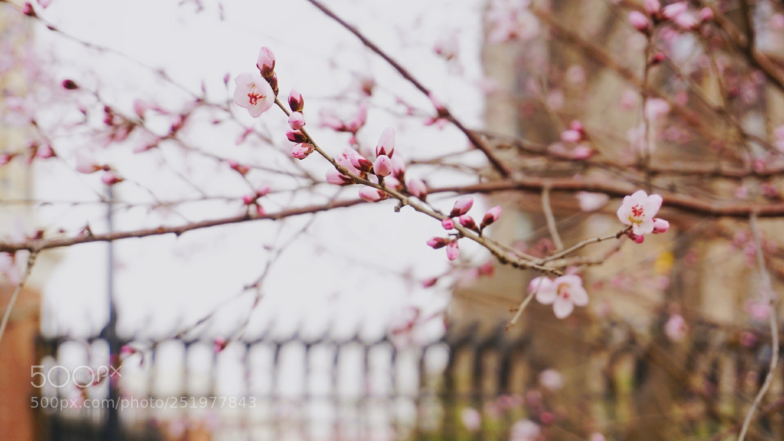 Sony a6000 sample photo. 桃花朵朵开 photography