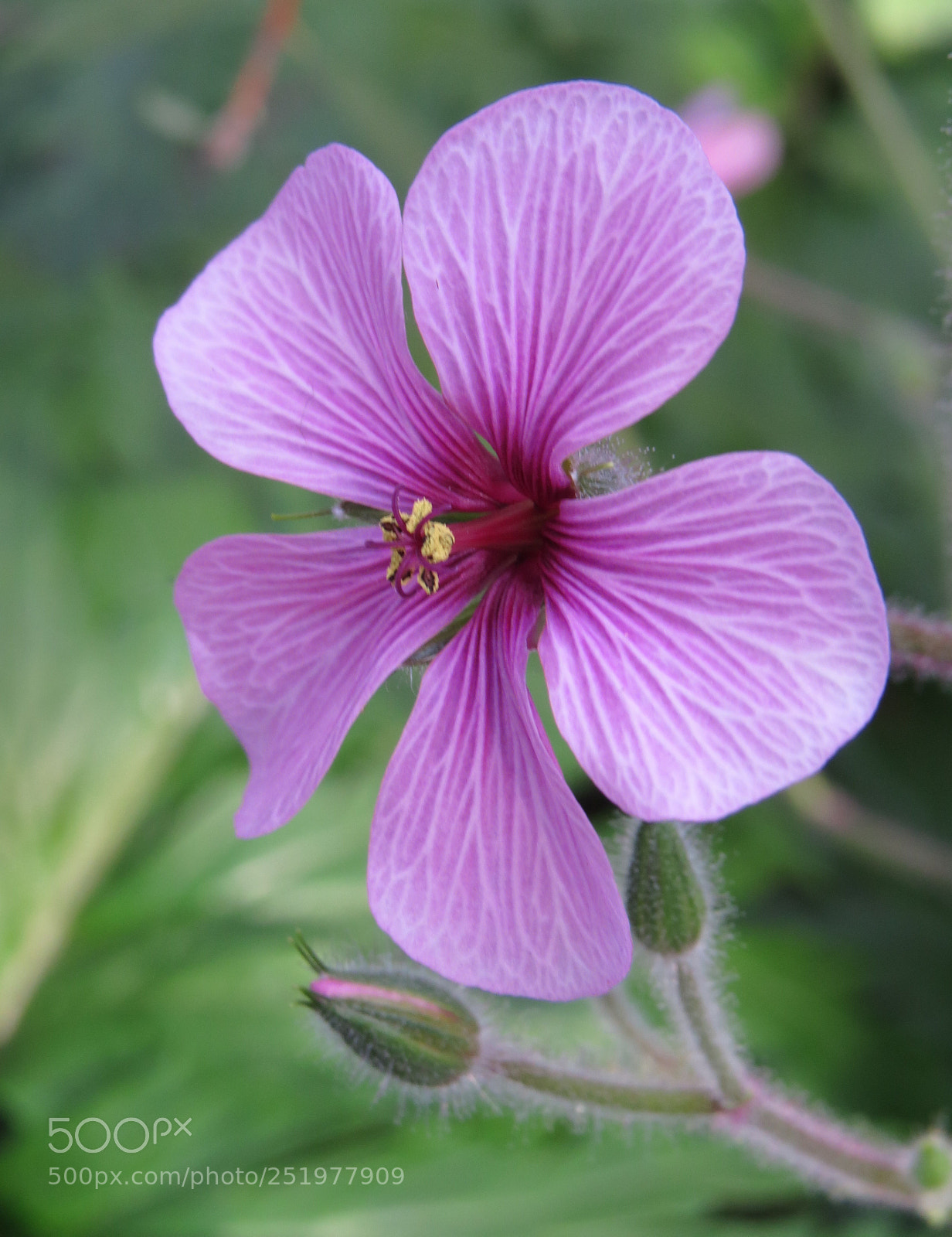 Canon PowerShot SX50 HS sample photo. Img photography