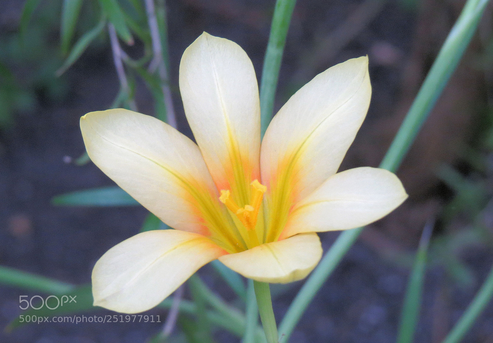 Canon PowerShot SX50 HS sample photo. Img photography