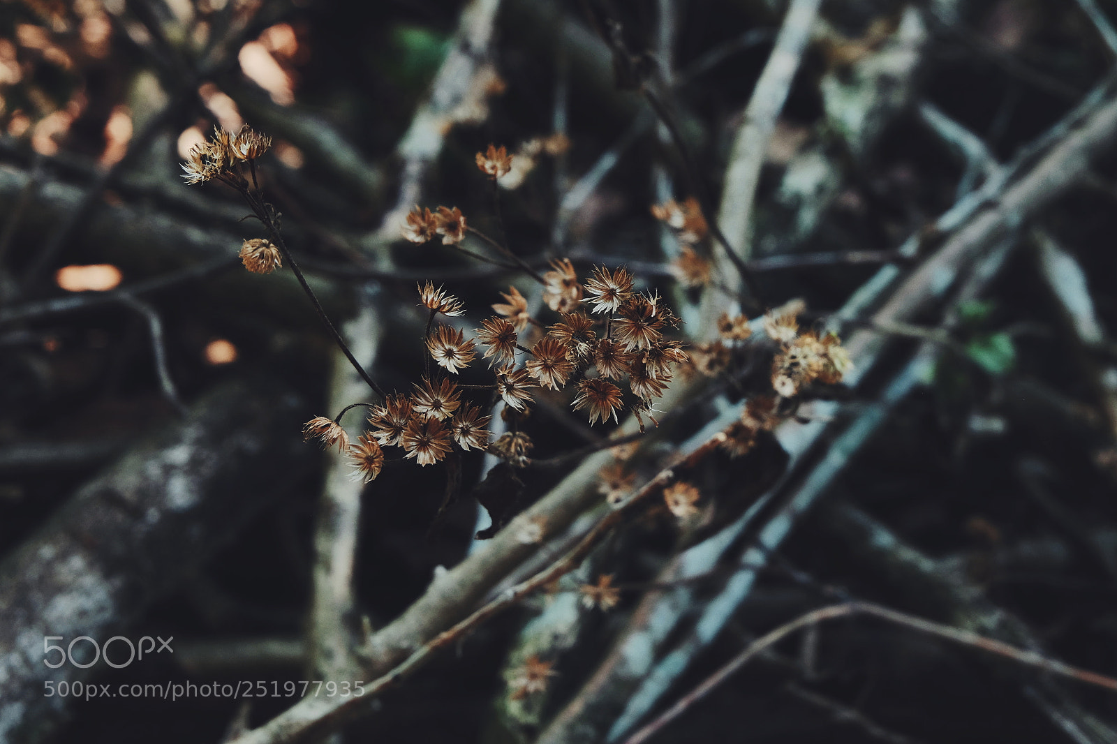 Fujifilm X-T1 sample photo. Untitled photography