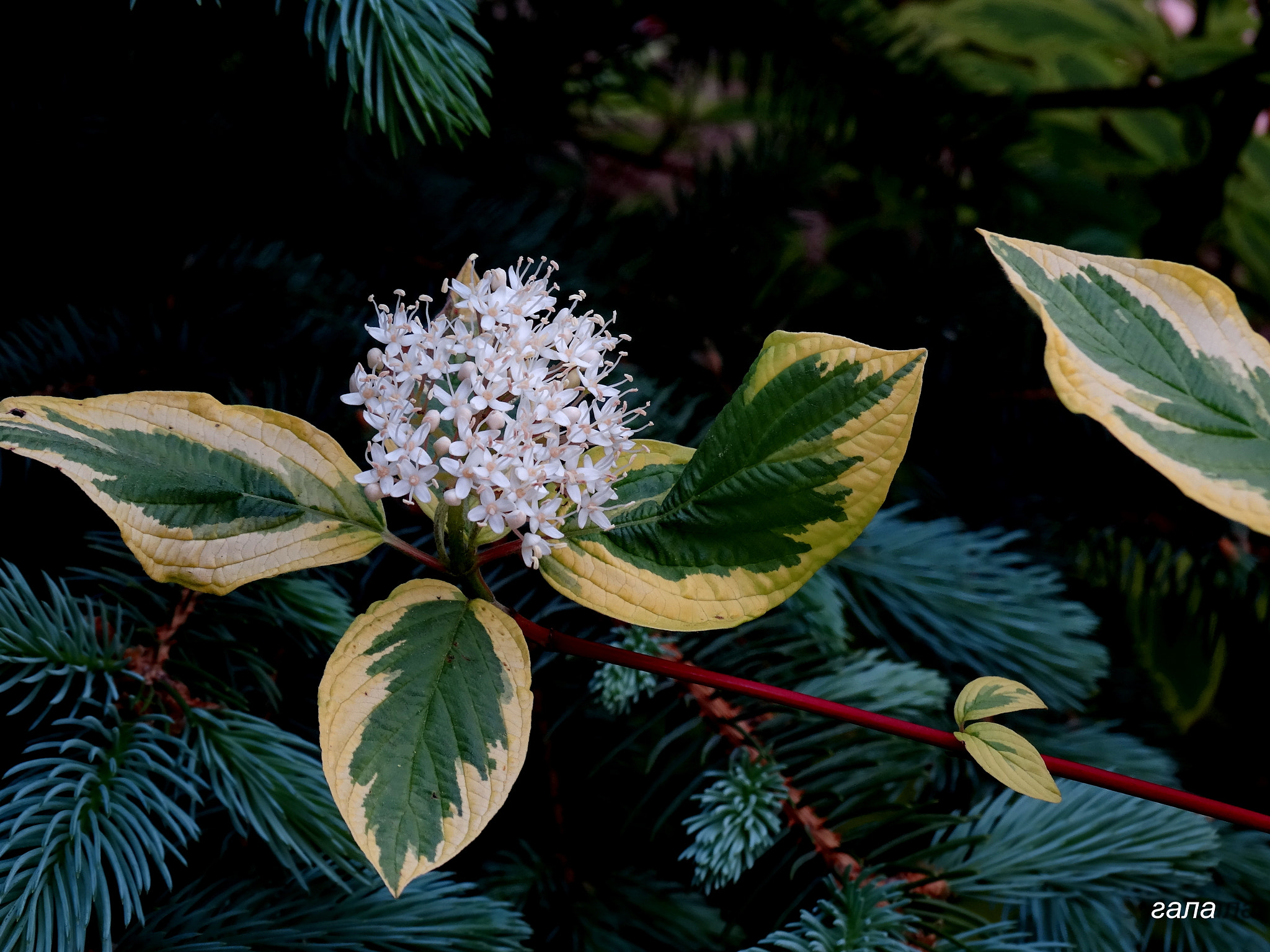 Minolta AF 80-200mm F2.8 HS-APO G sample photo. Nature photography