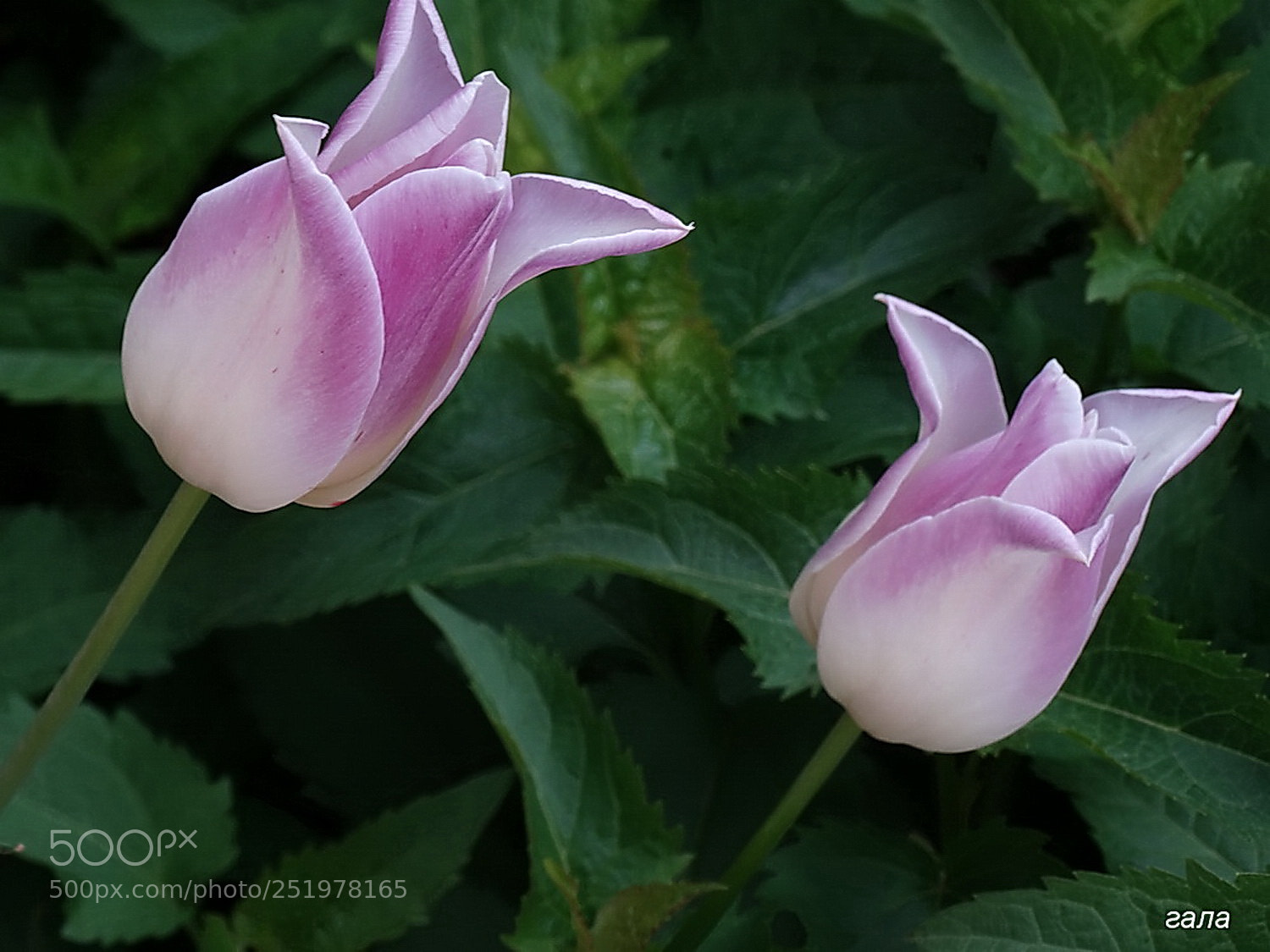 Sony Cyber-shot DSC-HX300 sample photo. Tenderness photography