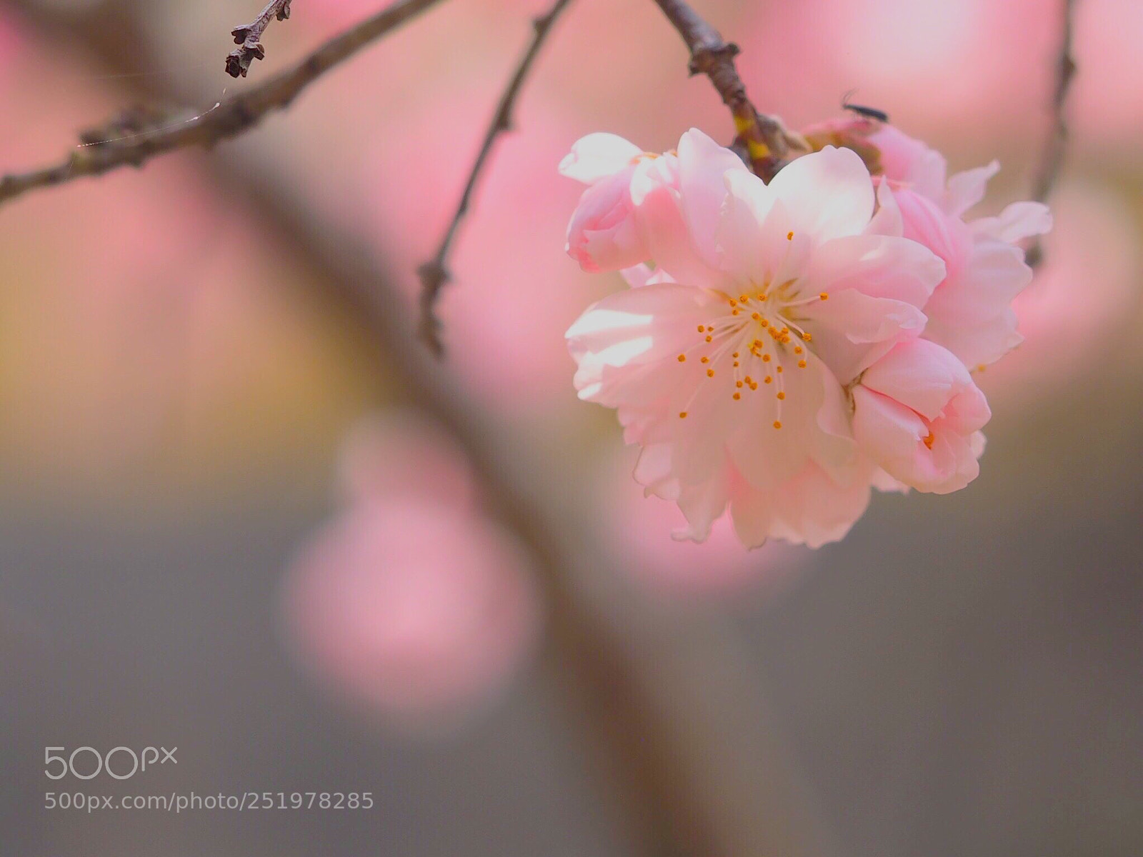 Olympus OM-D E-M10 sample photo. 花桃 photography