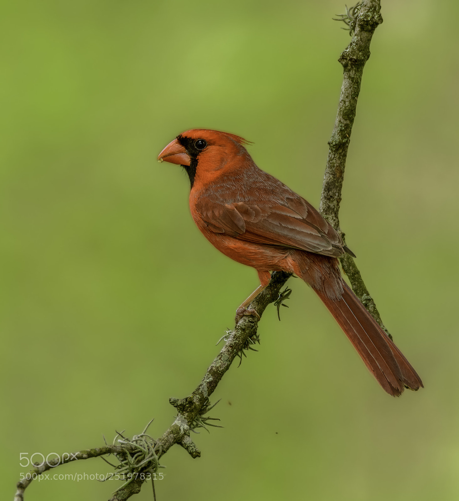 Nikon D7100 sample photo. Northern cardinal male photography