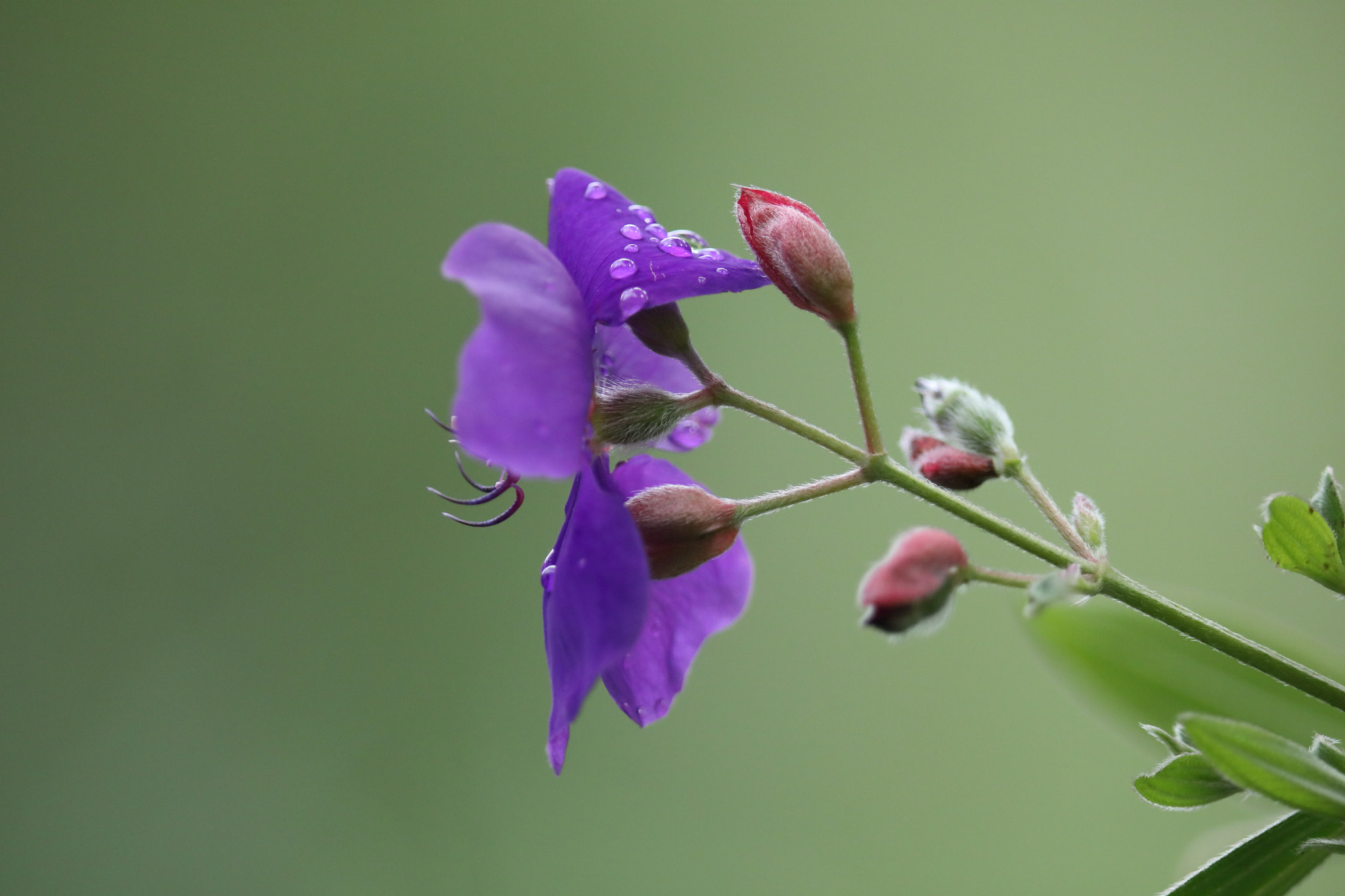 Canon EOS 5D Mark IV + Canon EF 400mm F2.8L IS II USM sample photo. Flower photography