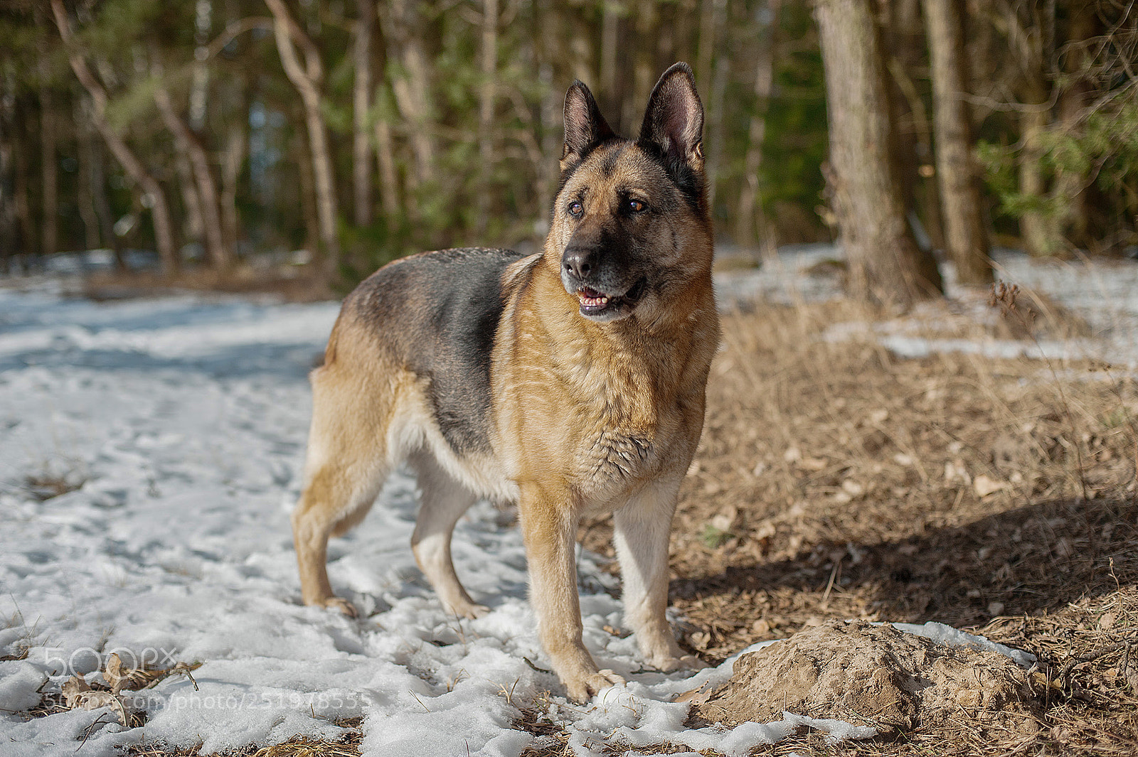 Nikon D3 sample photo. Nora photography