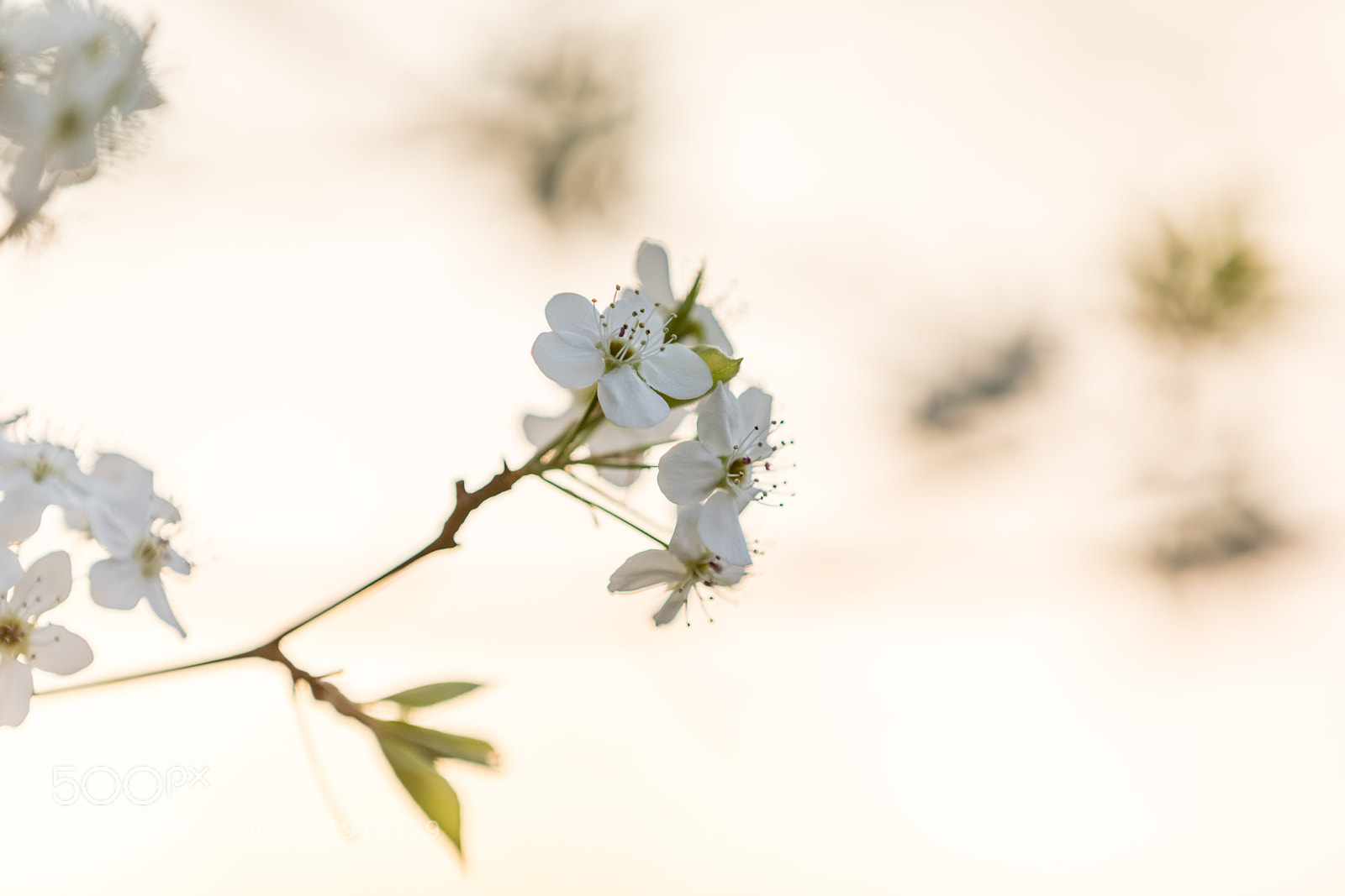 Canon EOS 5D Mark IV sample photo. Spring bloom photography
