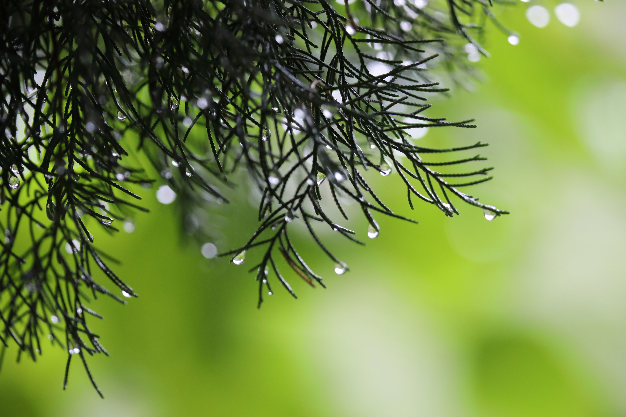 Canon EF 400mm F2.8L IS II USM sample photo. Droplets photography
